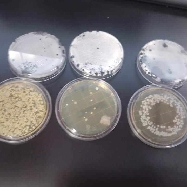 bacteriologicOF's tweet image. El uso de bata incorrecto EN TODO MOMENTO (lugares públicos,oficinas,etc) en 2022 Phinder y col. dieron a conocer el potencial riesgo que implica el portar la bata fuera de los lugares donde debe emplearse como EQUIPO DE PROTECCIÓN PERSONAL y no como uniforme de trabajo.