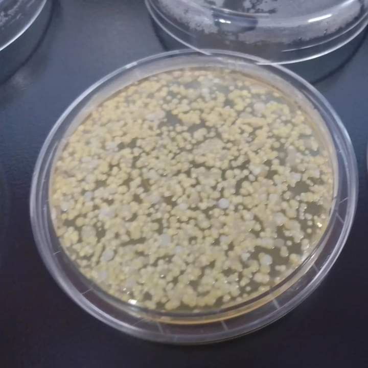 bacteriologicOF's tweet image. El uso de bata incorrecto EN TODO MOMENTO (lugares públicos,oficinas,etc) en 2022 Phinder y col. dieron a conocer el potencial riesgo que implica el portar la bata fuera de los lugares donde debe emplearse como EQUIPO DE PROTECCIÓN PERSONAL y no como uniforme de trabajo.