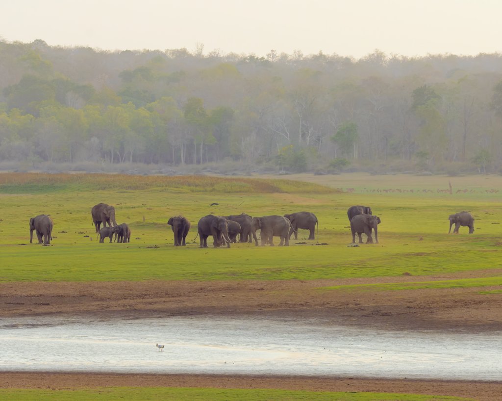 Majestic creatures of the wild 🐘 the trip to #kabini was dissappointing of not sighting a big cat but at the end of the safari was greeted with this. A sight to remember 😍 #elephants #indiAves #karnatakatourism #wildlifephotograhy #wildlife #nagarhole