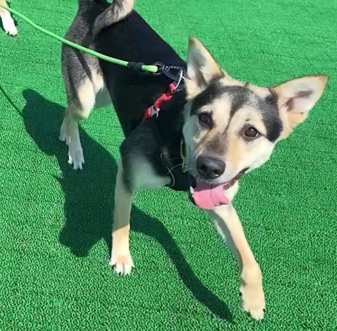 栃木県里親募集動物情報 on Twitter "【里親募集】「mix♀「ソフランちゃん」」埼玉県 北本市 犬の里親募集