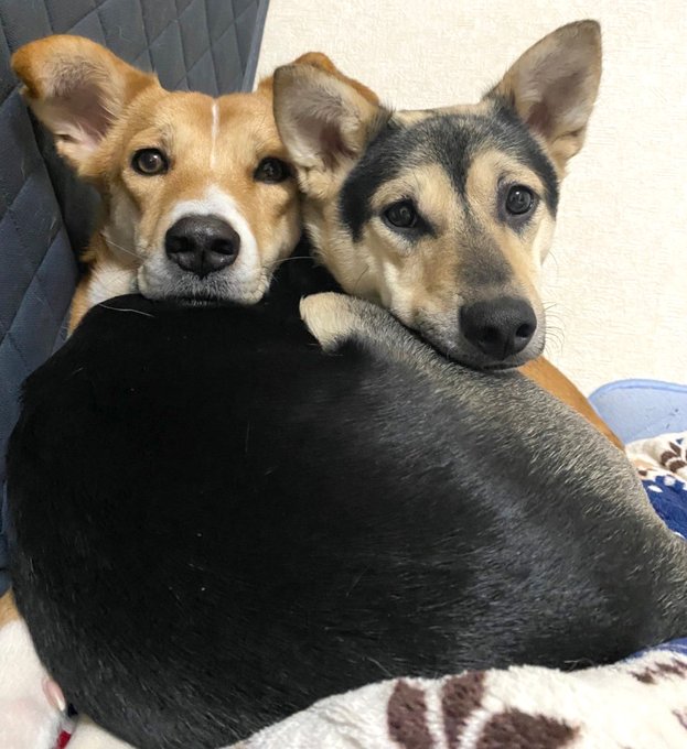 栃木県里親募集動物情報 on Twitter "【里親募集】「mix♀「ソフランちゃん」」埼玉県 北本市 犬の里親募集