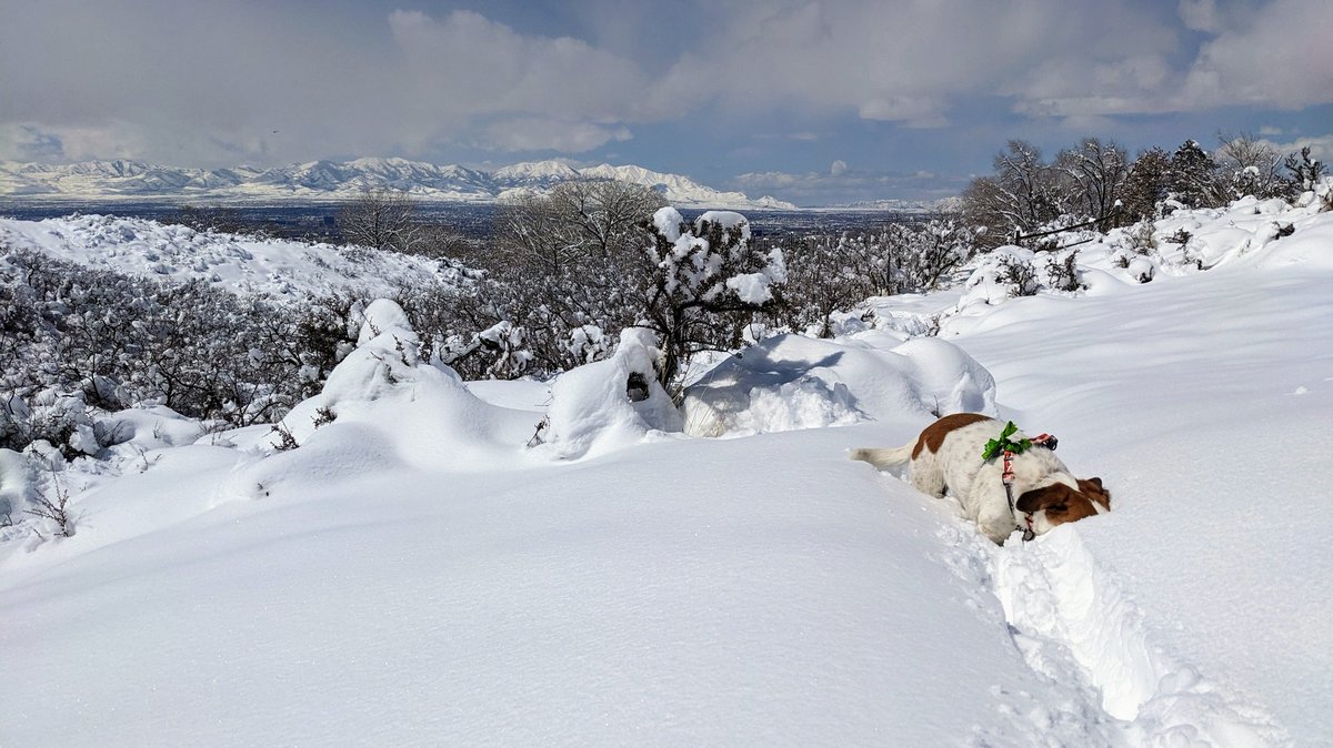 jayhawkrockdoc's tweet photo. When you want a majestic photo of your dog but she is more interested in field mice scurrying beneath the snow https://t.co/7fttdPM0RO