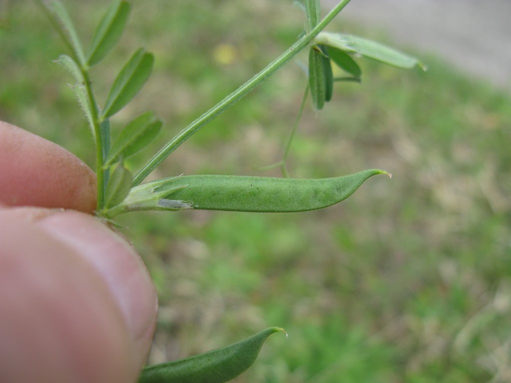 @9sisisi3 نبات دارج في المنطقة ينبت بدون تدخل بشري طعمه لذيذ من البقوليات يعتبر.
نسميها قرسنه ولها اسم ثاني دارج بس ما اتذكره ، نستعين بالأصدقاء  :
<a href="/al_llah/">محمد 🚶🏻‍♂️</a> 
<a href="/alimoh_2010/">علي الوائلي</a> 
<a href="/6abasheer/">طباشير</a> 
<a href="/kafaajasiry/">كفى عسيري</a> 
<a href="/515124/">‏﮼حنان,ًسعد</a> 
<a href="/Alimdawei/">علي مداوي</a>