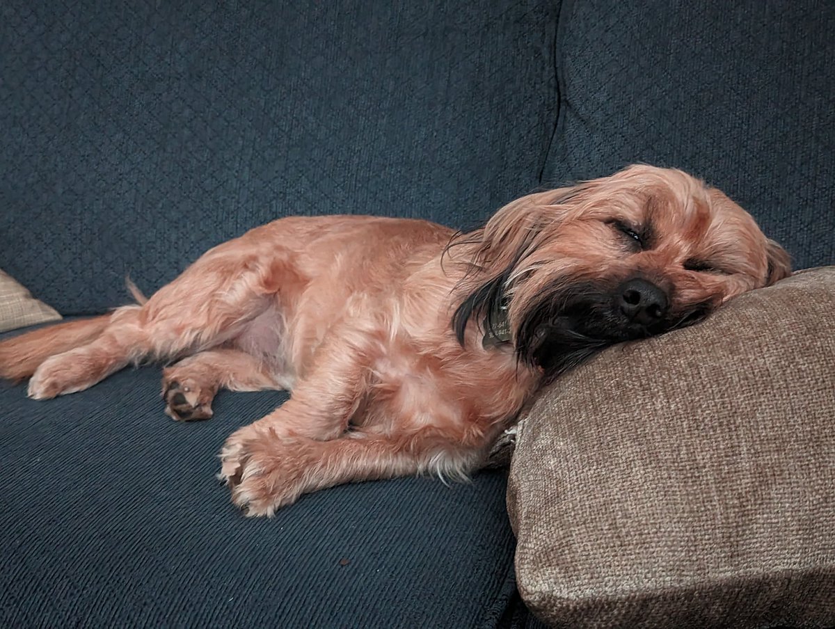 Adam Wolach, MD tweet media