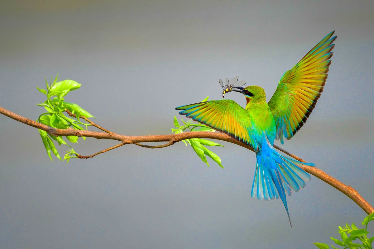 MitaliDeb10's tweet photo. Blue-tailed Bee-eater

#indiaves
 #BBCWildlifePOTD  #TwitterNatureCommunity  #ornithology
#birdphotography 
#natgeoindia 
#wildlife 
#Nikon
#BirdTwitter 
#discoverychannel https://t.co/DTbEVtXyz0
