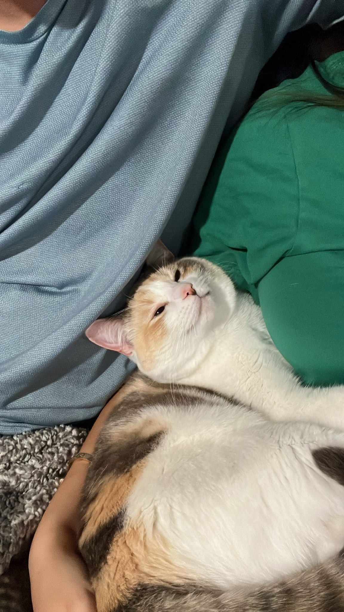 Panko A. Cat's Mom on Twitter: 