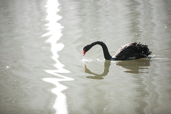 ycchu79's tweet photo. New artwork for sale! - "Black swan drink water at the lake side" - https://t.co/KmkyRZnCMj @fineartamerica https://t.co/eh7sNHgH3w