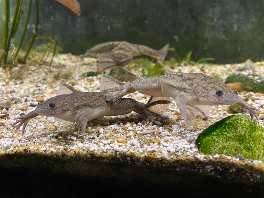 Tropiquaria_Zoo's tweet photo. Just moved into the Aquarium this week are some African clawed frogs!πΈ
These funny looking amphibians come all the way from eastern and southern Africa, and get their name from the three claws on their hind feet, which are used to tear apart food!
#clawedfrog #amphibians #zoo https://t.co/QytfmFw8v3