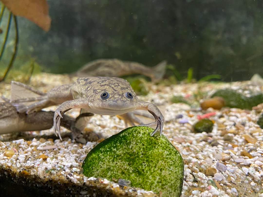 Tropiquaria_Zoo's tweet photo. Just moved into the Aquarium this week are some African clawed frogs!πΈ
These funny looking amphibians come all the way from eastern and southern Africa, and get their name from the three claws on their hind feet, which are used to tear apart food!
#clawedfrog #amphibians #zoo https://t.co/QytfmFw8v3
