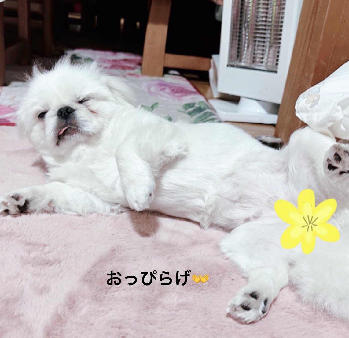 coppechipi's tweet photo. 眠たいながらも、お腹撫でて~ アピール

#鼻ぺちゃ 
#ちぴ  #1歳　#可愛い #多頭飼い #多頭飼い初心者 #페키니스 #퍼그 
#MIX #犬 #犬のいる暮らし #ペキ　#いぬ #dog #愛犬　#pet #ペット　#犬好きな人と繋がりたい 
#ペットのいる生活  #癒しわんこ #ペキニーズ　 #pekinese #ミックス犬 https://t.co/JqcO7Z4WyW
