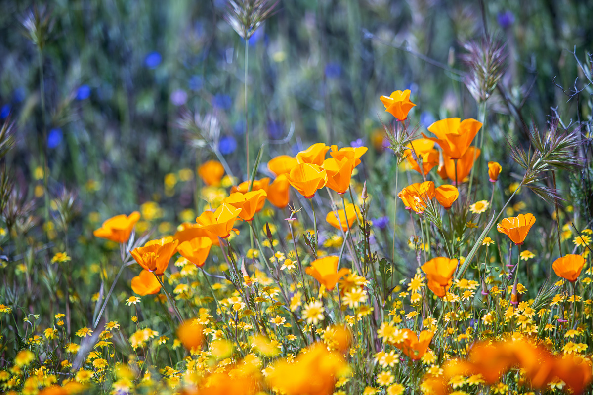 MrsWuLovesWords's tweet photo. Spectacular wildflowers carpet the hills of Diamond Valley Lake (Hemet, CA).  Spring break 2023 https://t.co/peDOvzujOq