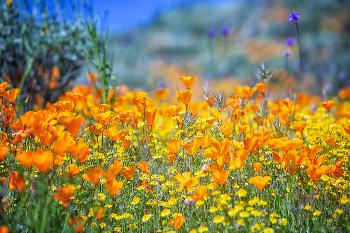MrsWuLovesWords's tweet photo. Spectacular wildflowers carpet the hills of Diamond Valley Lake (Hemet, CA).  Spring break 2023 https://t.co/peDOvzujOq