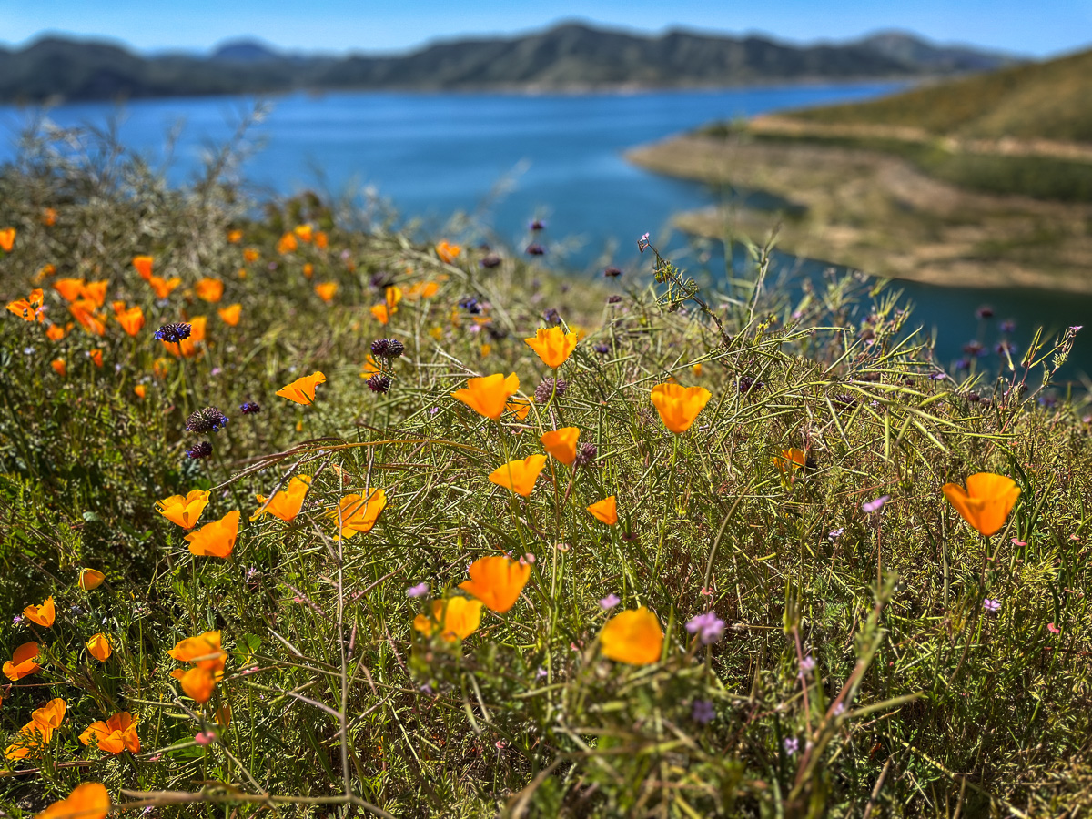 Spectacular wildflowers carpet the hills of Diamond Valley Lake (Hemet, CA).  Spring break 2023
