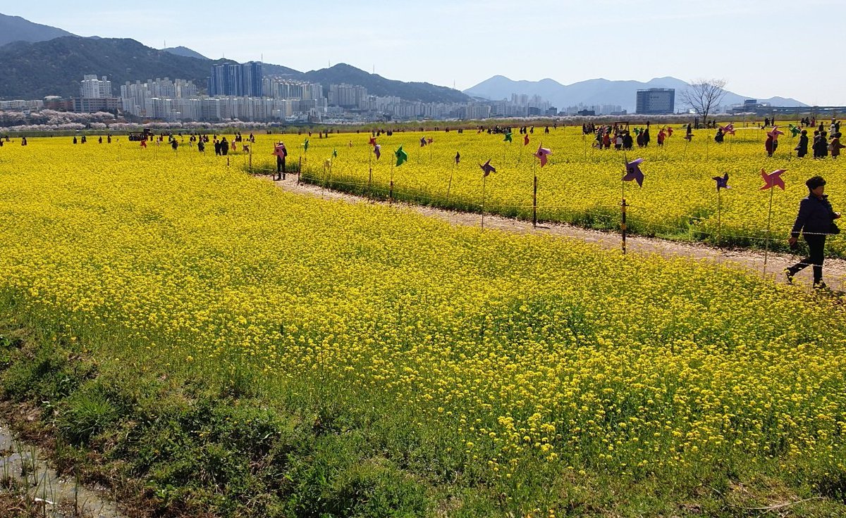 gpyhuman's tweet photo. We are ready for green grass, sunshine and blooming flower weather🌼
#Springiscomming #Inkorea #HAC #PeaceAndLove https://t.co/VlC04bs4Dg