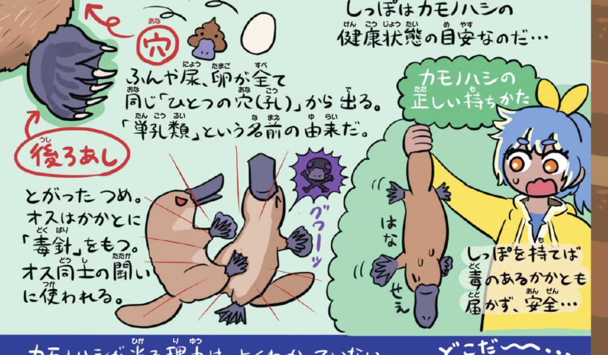 賢明なるフォロワーはご存じと思うが、カモノハシのケヅメには毒針があるので、もちろん誘拐はもってのほかだが、どうしてもカモノハシを持たないと死ぬみたいな状況になったらこんな感じで持とうね(『ゆかいないきもの超図鑑』より)