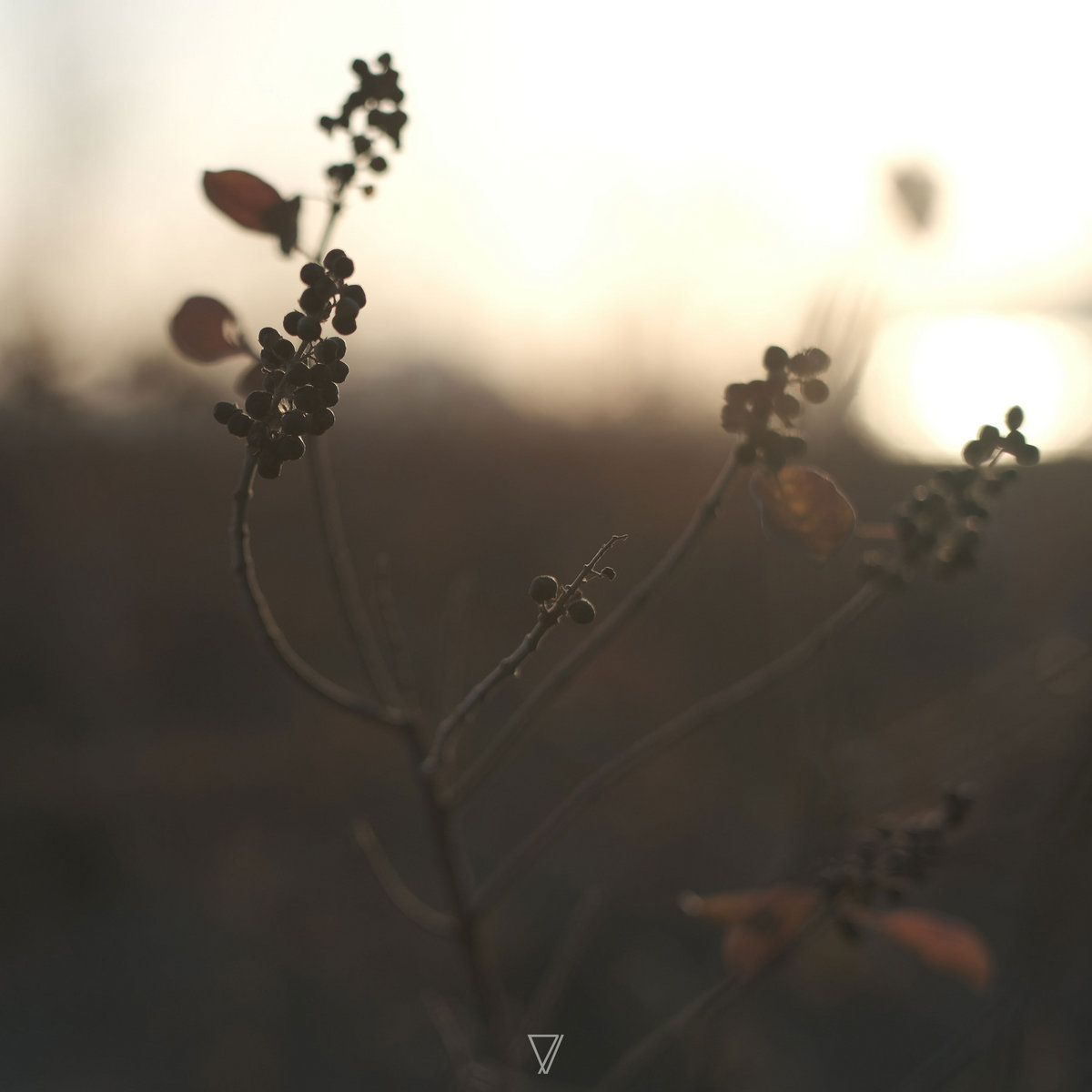 DownThe_Well's tweet photo. Lycoriscoris - In The Stream (In The Stream, 2023, Seven Villas)

#DownTheWell #playlist
@RadioValenciaSF
@timmmii https://t.co/UZydp6tM54