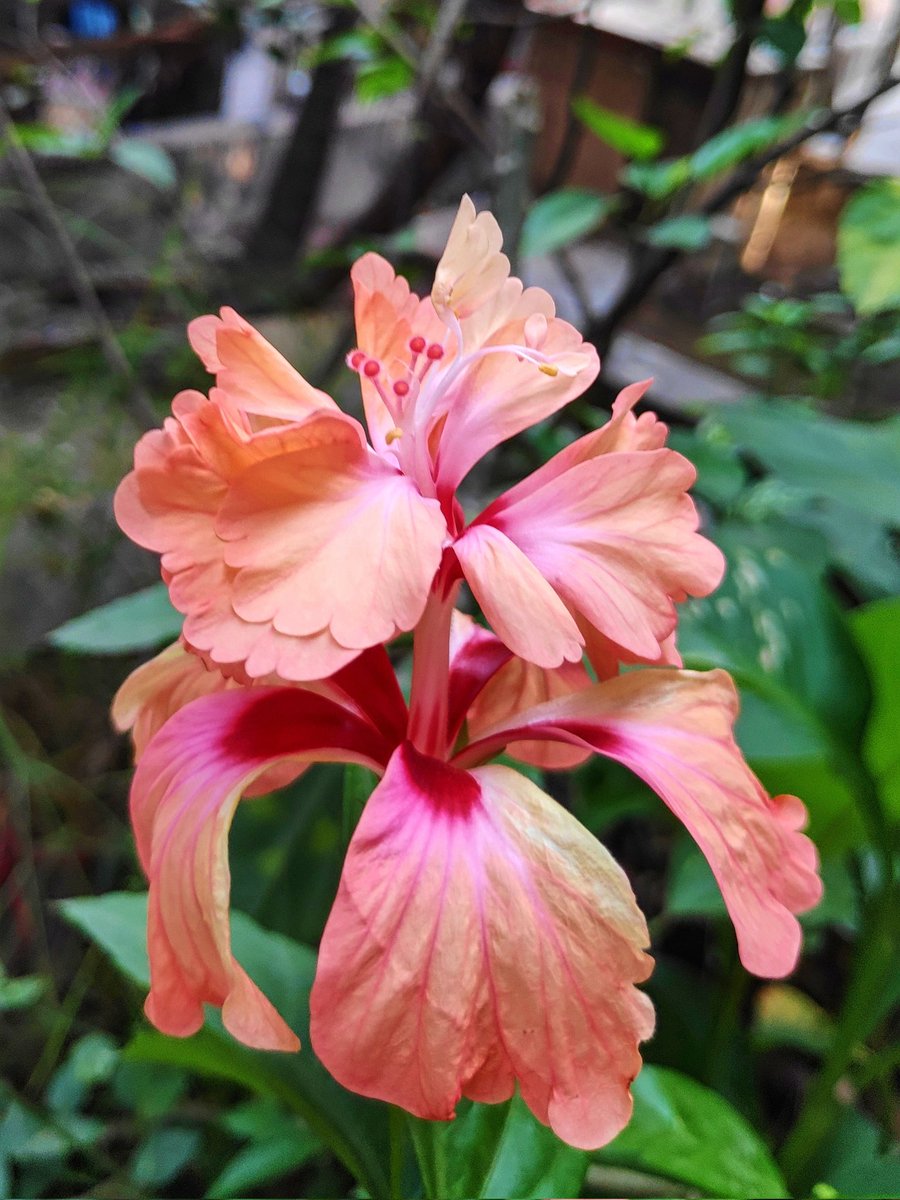 A  stunning looking double peach colour #hibiscus, a new entrant in my

A #hibiscus flower usually has five petals but some varieties can produce flowers with more than five petals  called “double hibiscus”

 #terracegarden 
#doublehibiscus 
#GardenersWorld #photooftheday
