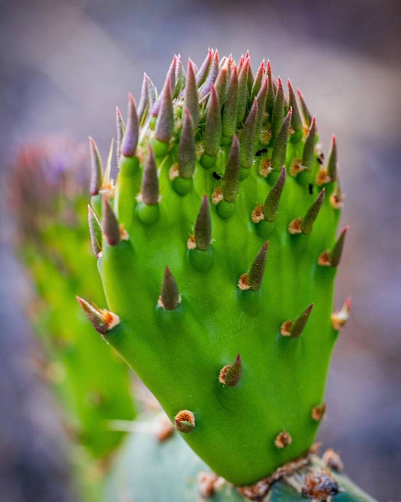 New growth.
.
.
.
#thankful #macro #macrophotography #allkindsofplants #cactus #pricklypearcactus #newgrowth 
#plants #plantphoto #allkindsofplants  #all_beauty_flowers 
#flowersandmacro #macroandflower #macroandflora  #macro_captures_ 
#mothernature #mothernaturerocks #moth…