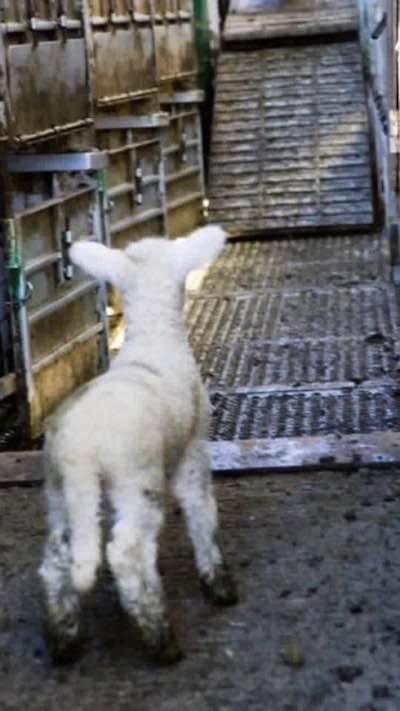 Son_of_Space's tweet photo. So let me get this straight, in order to celebrate the resurrection of your saviour after a brutal death, you subject countless vulnerable infants to a brutal death? 
Sounds like you’re comfortable perpetuating the very atrocities that you claim to abhor. 

#BeVegan 
#Easter https://t.co/t4T5pukr3C