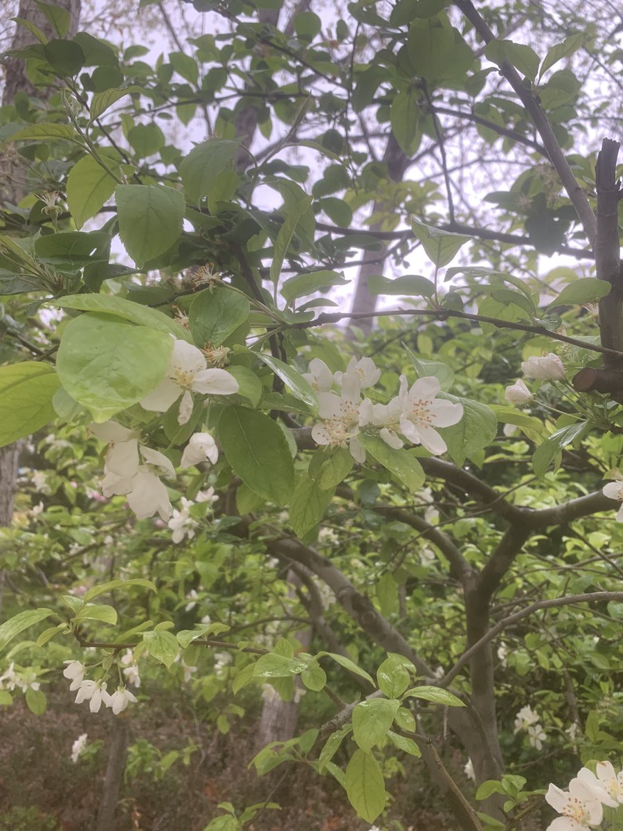 leexiu2013's tweet photo. Spring is here. #SpringBreak https://t.co/NIemTTq3Tr