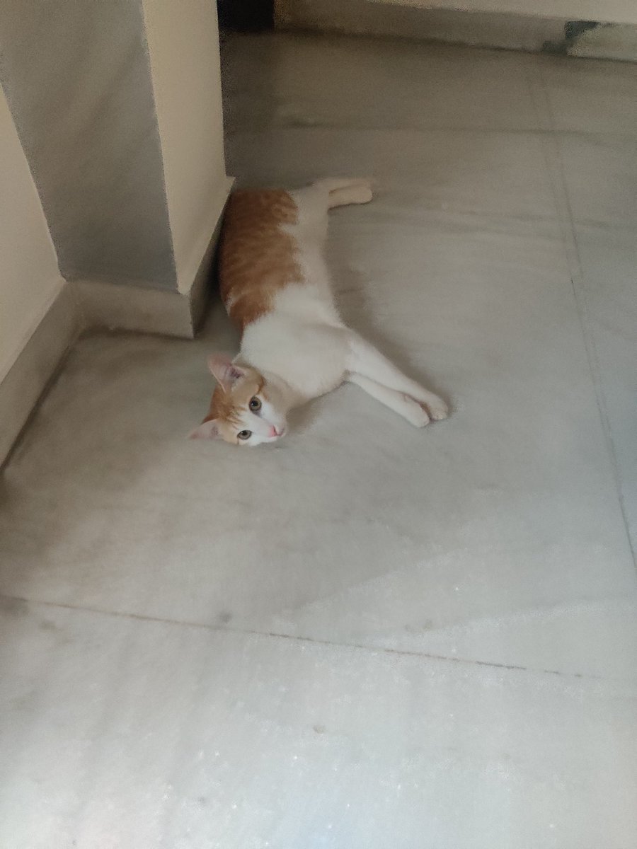 DatFelineFemale's tweet photo. hi @svj95 https://t.co/rG0uFj0q6N