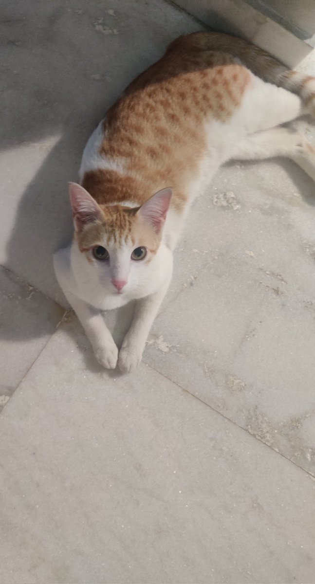 DatFelineFemale's tweet photo. If you are a B2B company please stay your purpose clearly. "We use cutting edge technology to help our clients solve modern day problems" really doesn't answer what you do. Sincerely, Consulting Cat
#CatsOfTwitter #consulting #consultingcat https://t.co/C6qbYSWwep