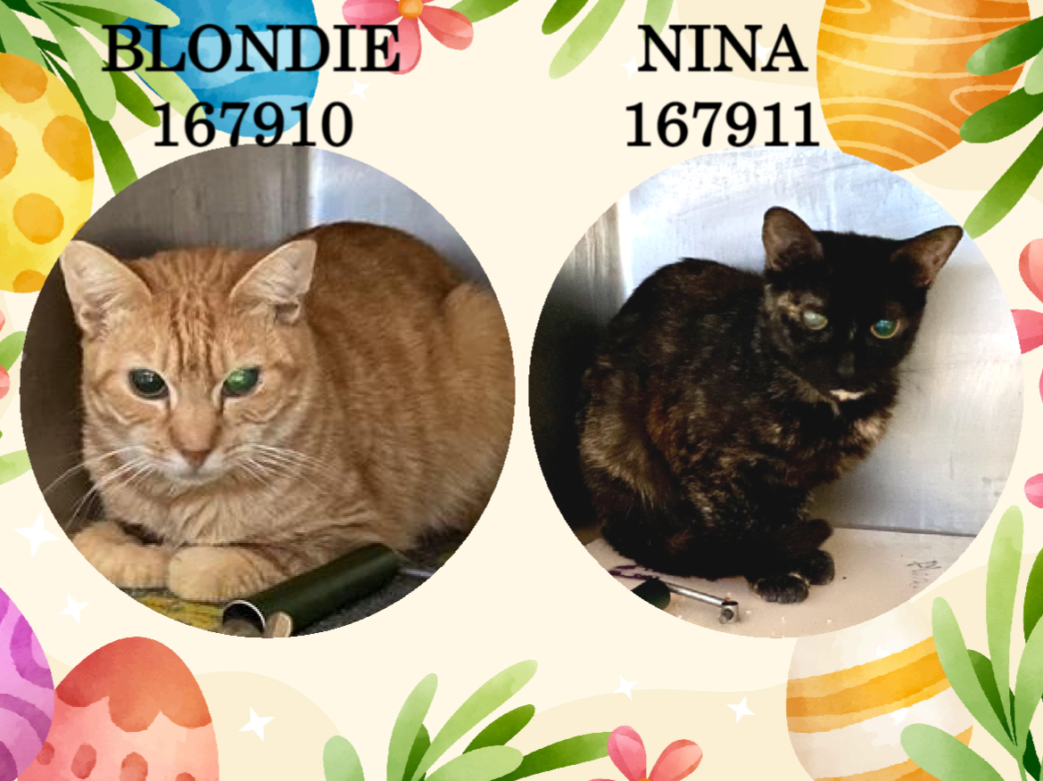 DubJH1009's tweet photo. https://t.co/h2RqbQn5bz #HelpNeededASAP #Mayday #SOS #Desperate #PleaseSaveBothNow #nyc #cats https://t.co/Q0mG3kACSf