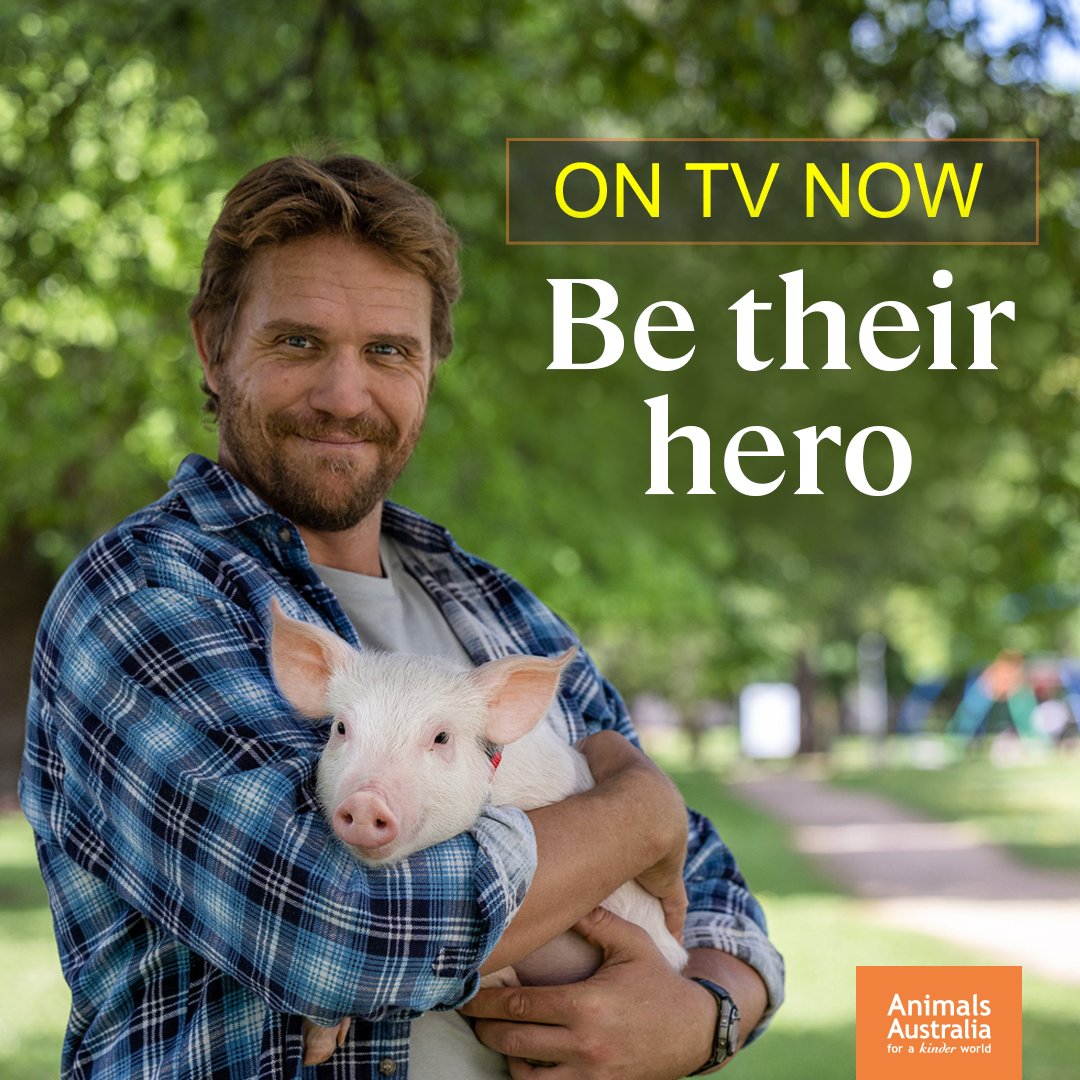 📣 On TV now – Introducing: Be Their Hero. Step two in our campaign to create change for pigs.

Tottie, the beautiful pig we introduced you to recently, and her friend Davo are going to change our relationship with pigs.

Keep this ad on the air ❤️🐷👉 bit.ly/40Lq4C2