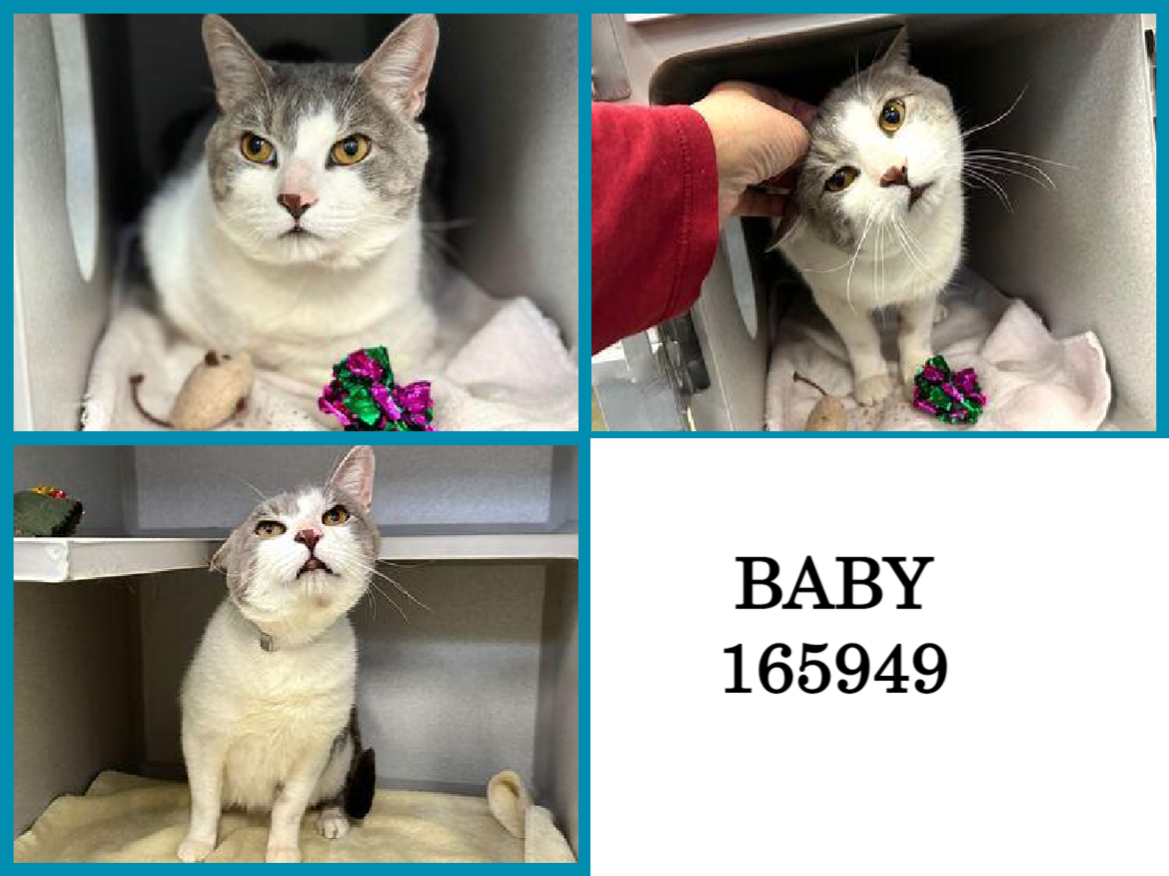 DubJH1009's tweet photo. https://t.co/307c907sC9 #HelpNeededASAP #Mayday #SOS #Desperate #PleaseSaveNow #nyc #cats https://t.co/7rZ6PBuCda
