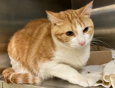 DubJH1009's tweet photo. https://t.co/8tRhvtM2SE #HelpNeededASAP #Mayday #SOS #Desperate #PleaseSaveNow #nyc #cats https://t.co/hXp69IGcR5