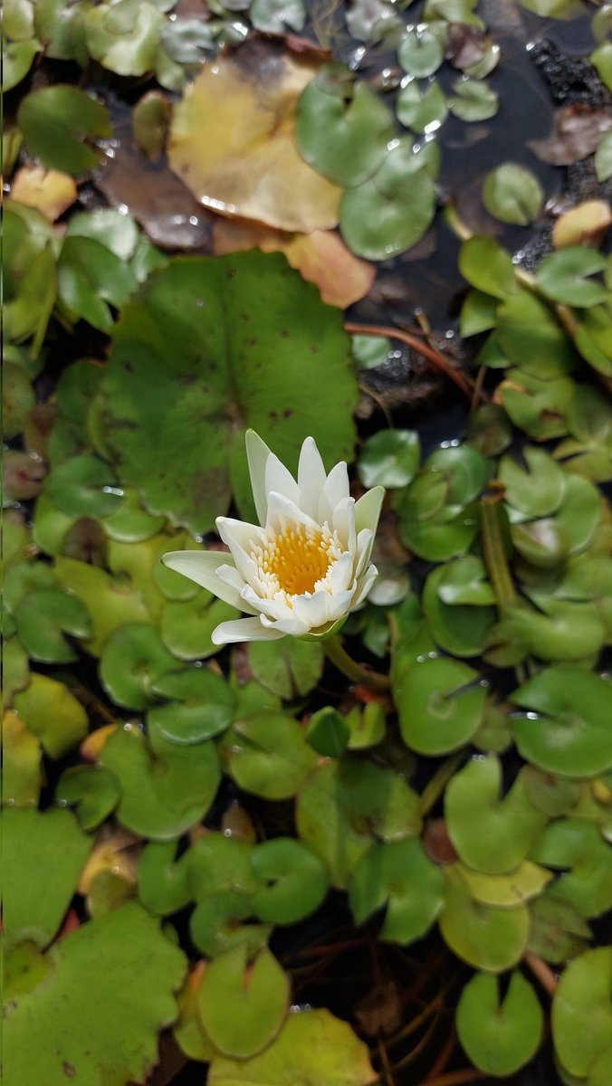 dienamom's tweet photo. Worry not #waterlily https://t.co/hGX9HRHBvx
