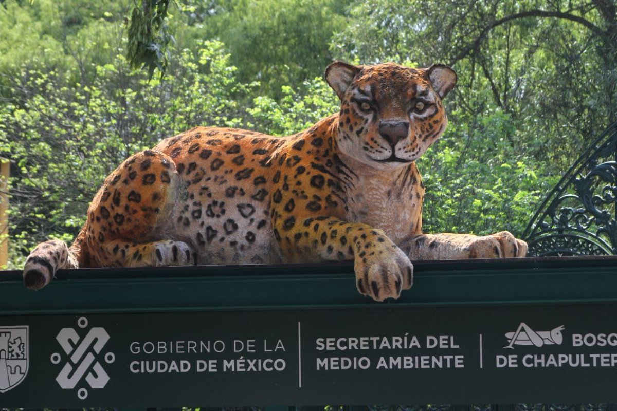 Un panda monumental llegó a <a href="/ChapultepecCDMX/">Bosque De Chapultepec</a>, acompañado con otros animales gigantes como jaguar, teporingo y oso pardo, para celebrar los 100 años del Zoológico de Chapultepec, un centro dedicado a la conservación de la vida silvestre.
¿Te tomaste fotos con ellos? Compártelas👇🏻