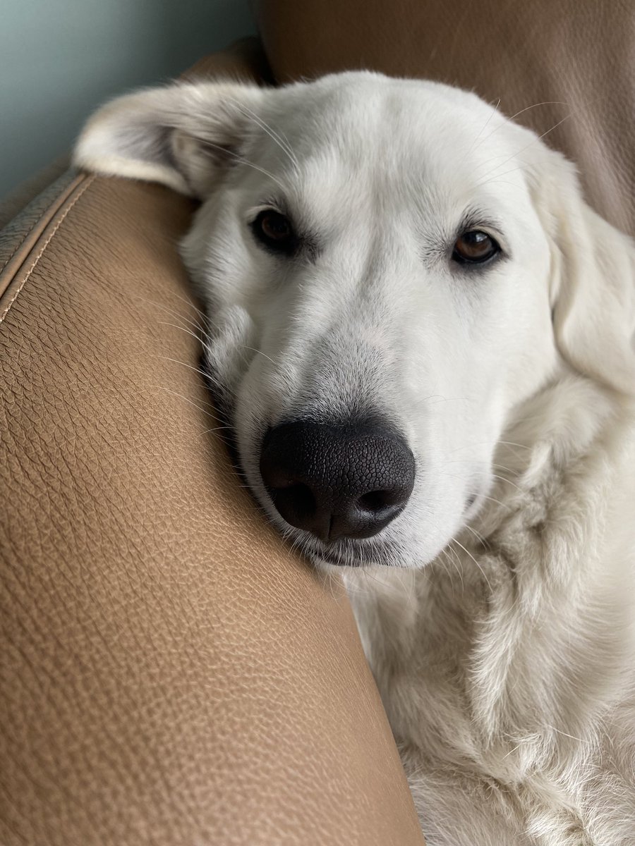 baldgrrl's tweet photo. @cameronmaltby Happy Birthday to your pup! Elsie just turned one in March. https://t.co/zlp9AsTL7y