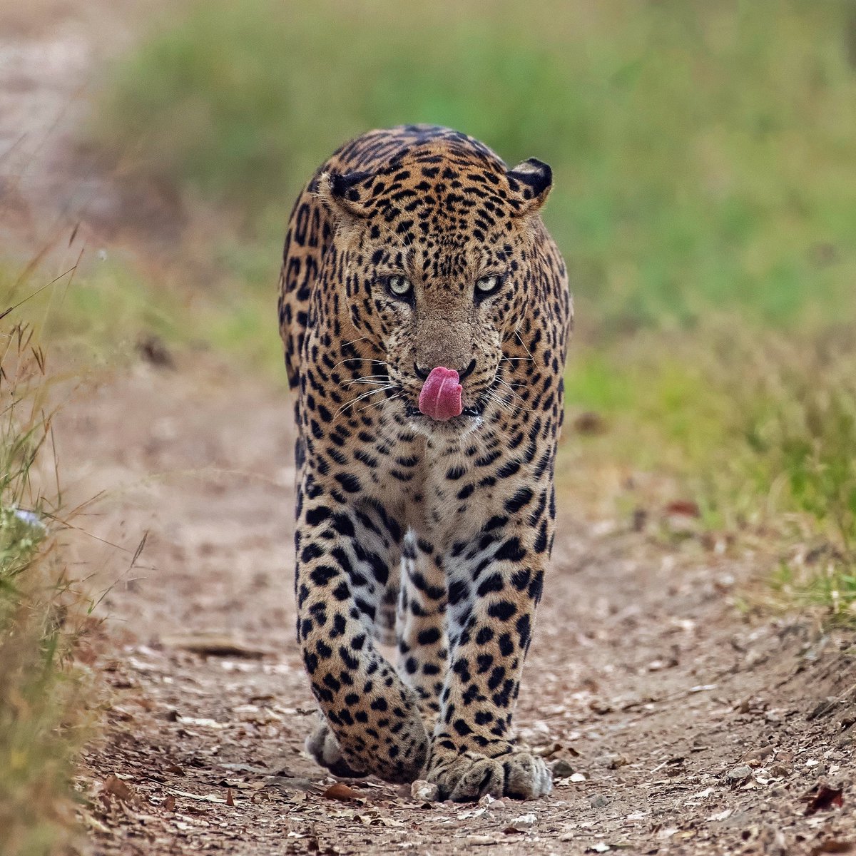 im-wildvaibhav tweet media