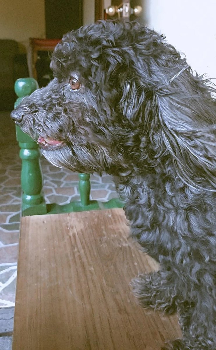 RubidiaP's tweet photo. @twperritos Mi preciosa peludita, mi Bombón. https://t.co/veCUx68OHu