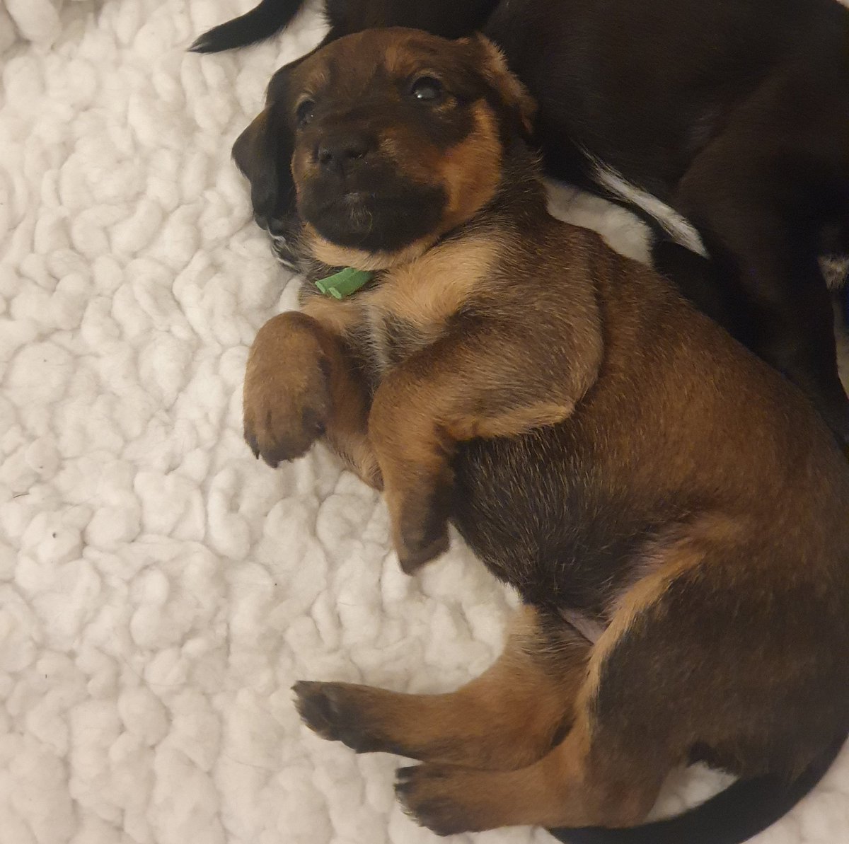 SpringPetsUK's tweet image. Oh hi there hooman! 👋 Now, I know you want Easter cuddles with me, but I've only slept 19 hours today. 

My mummy says I need a couple more hours sleep 😴 Nightsssss