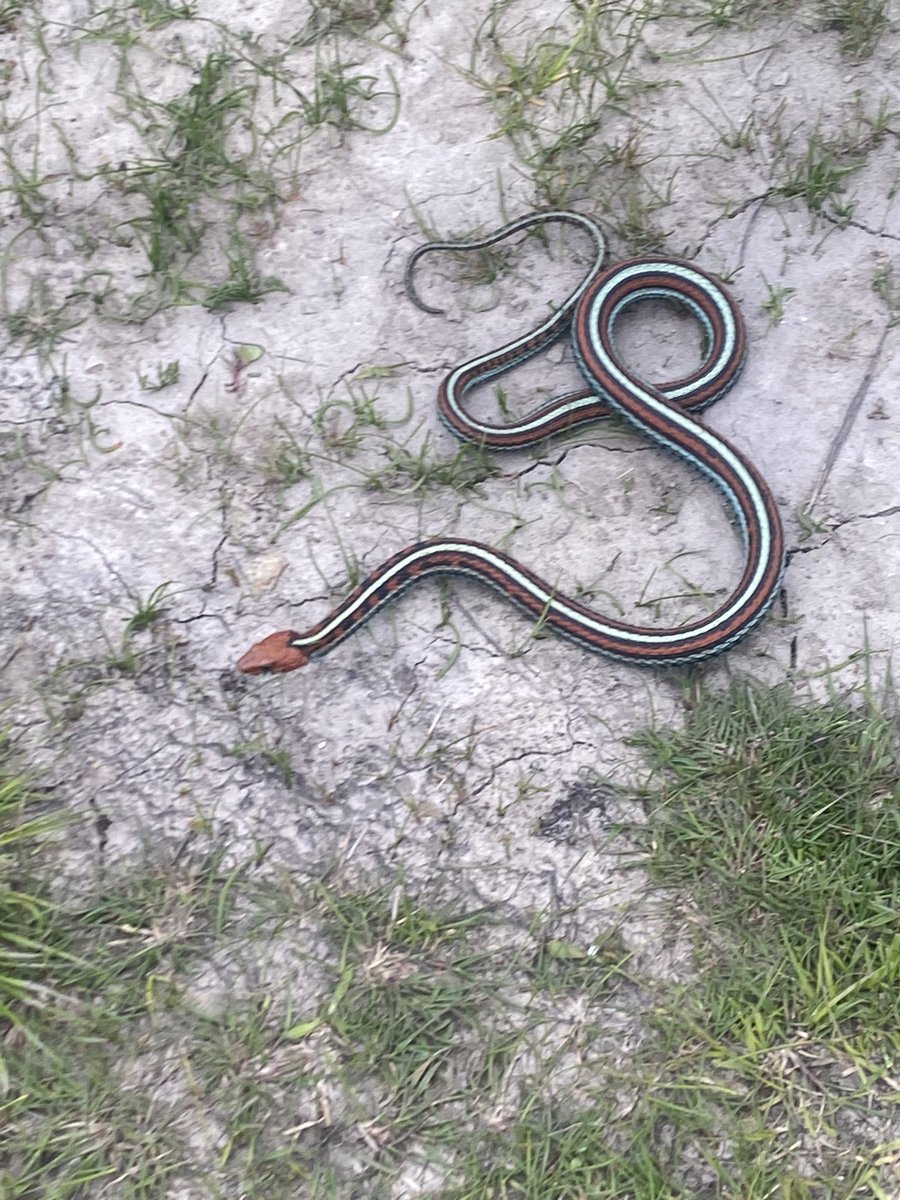 MidpenRangerPOA's tweet photo. Some #MidpenRangers got to tag along with some @USGS researchers and learn more about these #endangered San Francisco Garter Snakes.

If you see one, let it be. https://t.co/ewiqABOP06