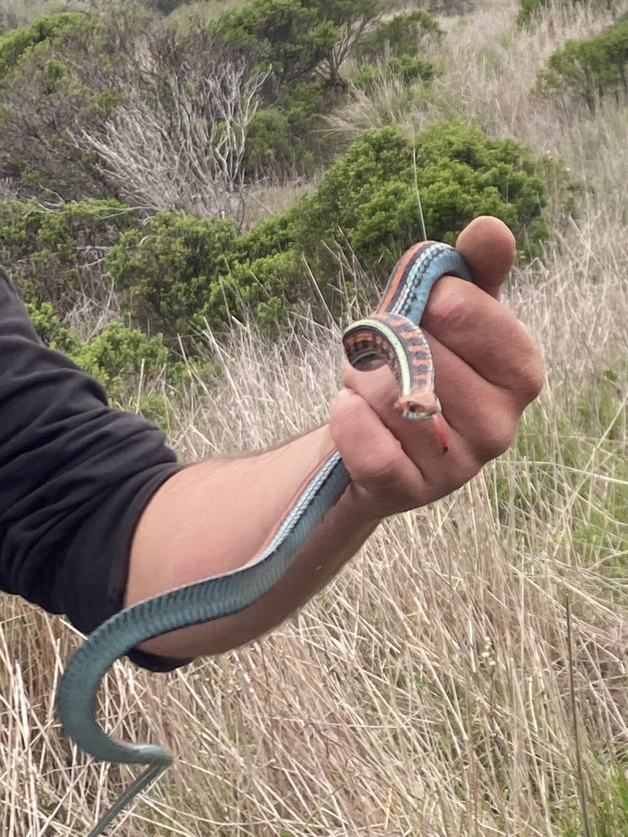 MidpenRangerPOA's tweet photo. Some #MidpenRangers got to tag along with some @USGS researchers and learn more about these #endangered San Francisco Garter Snakes.

If you see one, let it be. https://t.co/ewiqABOP06