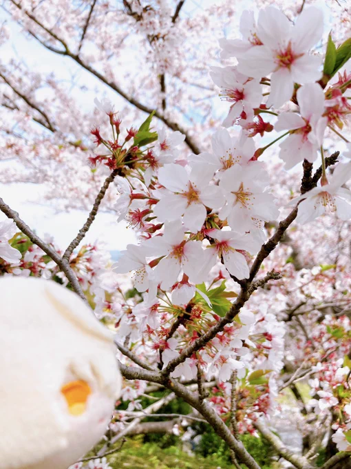 ❀もち! 
