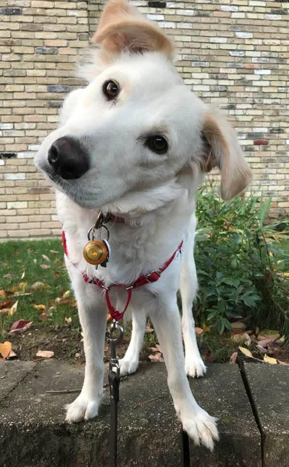 wisconsingem's tweet photo. @NeilDiamond Happy Spring from Annabelle and I! Thanks for doing the amazing interview on CBS Sunday Morning. It was great to hear from you. #weloveyouwereallyloveyou https://t.co/wZNqlVm8V9