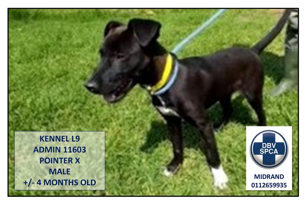 MidrandSPCA's tweet photo. I just love going for my walks with the volunteers here at the Midrand SPCA, but I would love to have a family of my own to go on walks with

Should you wish to give me a home, please contact the Midrand SPCA on 0112659935 to book an appointment! 

#Midrandspca #adoptdontshop https://t.co/892ghZkILF