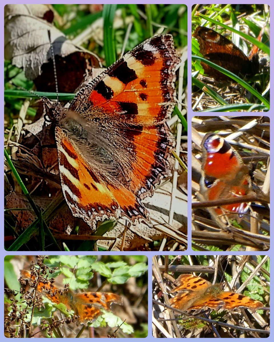 s4r4h_l's tweet image. #FlutterbyFriday with a look back at the #butterflies I&apos;ve seen this week in #Keswick and surrounding area. Small tortoiseshell my photo, the rest are Mr Wonderfuls, and I&apos;m very grateful to him for taking them for me ☺️ First peacocks of the year and comma. @BC_Cumbria #vitaminN