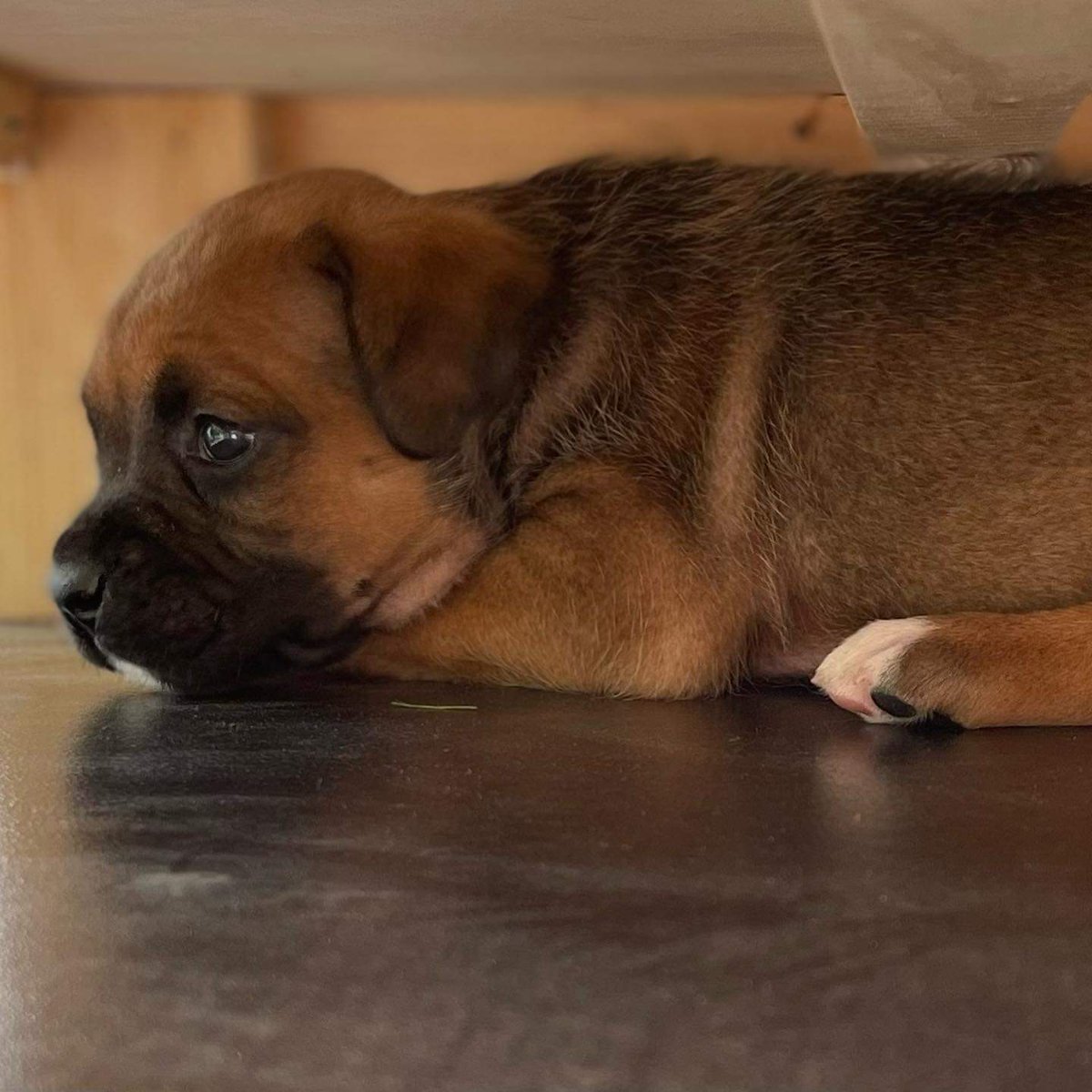 Hola, yo soy Chispita✨
Hace unos días, unas personas me regalaron con unos señores que viven en la calle, yo me puse muy triste porque me separaron de mi mami 🥺. Me entregaron a esa gente porque no pudieron venderme como a mis hermanitos ya que nací con labio leporino...
1/2