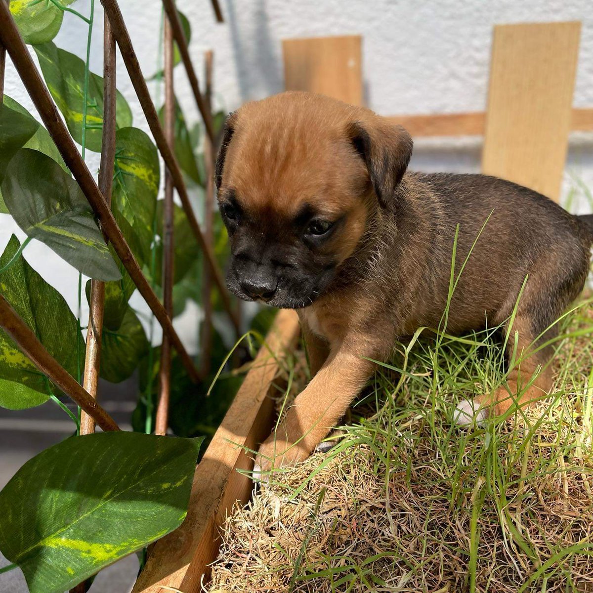 reevesmason1's tweet photo. RT @Manada_Vecinal: Hola, yo soy Chispita✨
Hace unos días, unas personas me regalaron con unos señores que viven en la calle, yo me puse muy triste porque me separaron de mi mami 🥺. Me entregaron a esa gente porque no pudieron venderme como a mis her… https://t.co/roGFfNhCHG