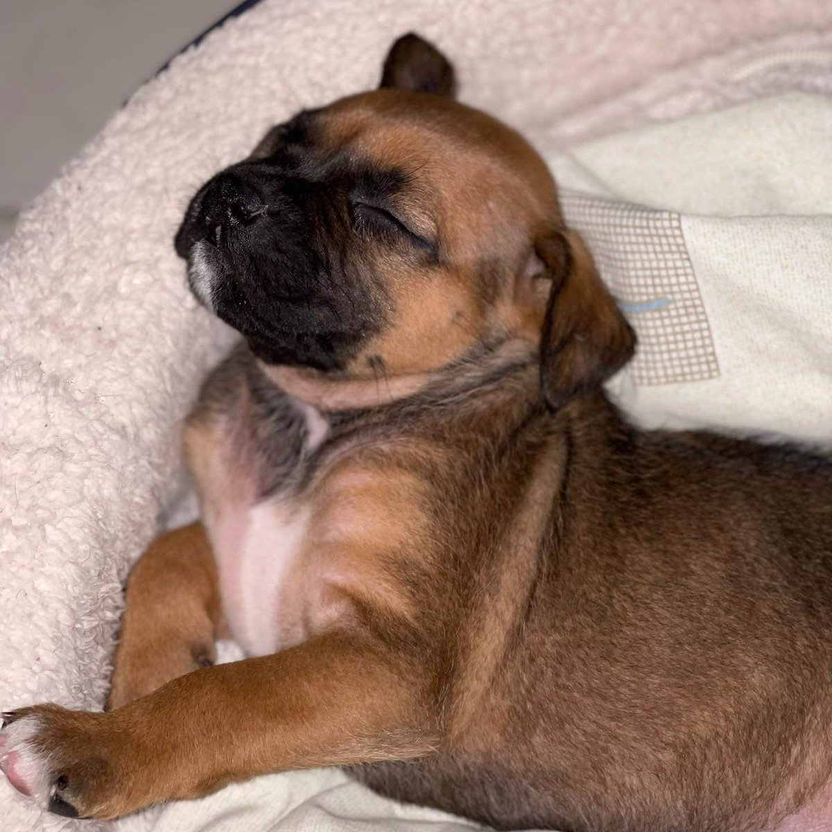 reevesmason1's tweet photo. RT @Manada_Vecinal: Dice el dogtor que tendré una vida normal, estoy sana, tengo casi 2 meses de nacida y me gusta mucho 💤, comer croquetitas con leche 🍼 y jugar con human@s y perrit@s, claro, si no me caigo, porque aún no camino tan rápido 😅
¿Me ayu… https://t.co/m78r06BPmM