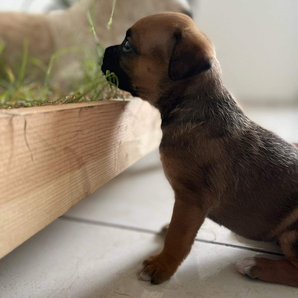 reevesmason1's tweet photo. RT @Manada_Vecinal: Dice el dogtor que tendré una vida normal, estoy sana, tengo casi 2 meses de nacida y me gusta mucho 💤, comer croquetitas con leche 🍼 y jugar con human@s y perrit@s, claro, si no me caigo, porque aún no camino tan rápido 😅
¿Me ayu… https://t.co/m78r06BPmM