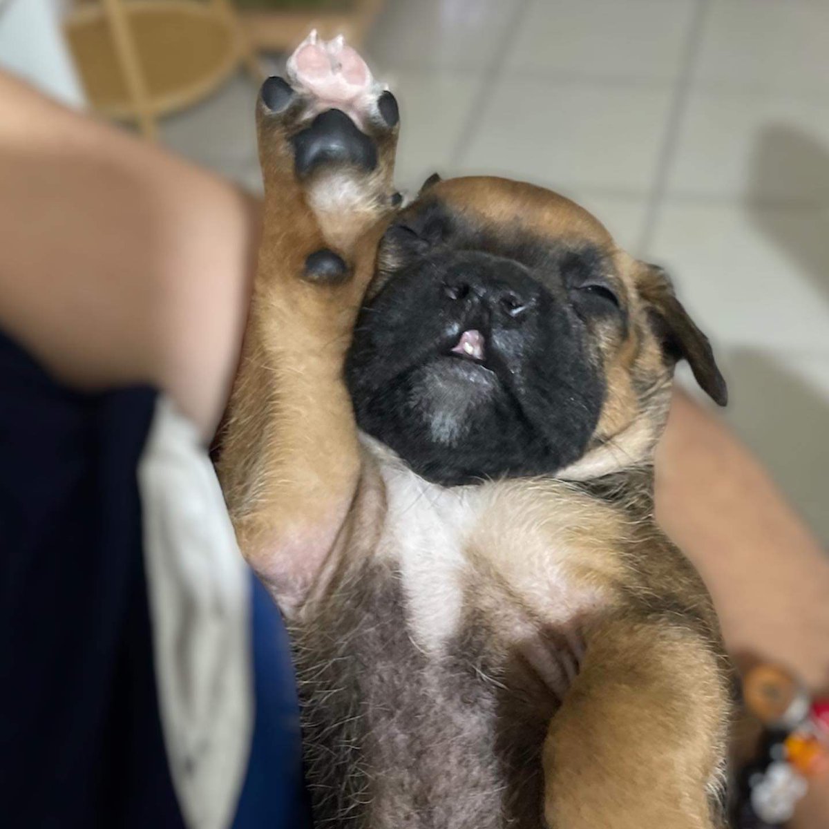 reevesmason1's tweet photo. RT @Manada_Vecinal: Dice el dogtor que tendré una vida normal, estoy sana, tengo casi 2 meses de nacida y me gusta mucho 💤, comer croquetitas con leche 🍼 y jugar con human@s y perrit@s, claro, si no me caigo, porque aún no camino tan rápido 😅
¿Me ayu… https://t.co/m78r06BPmM
