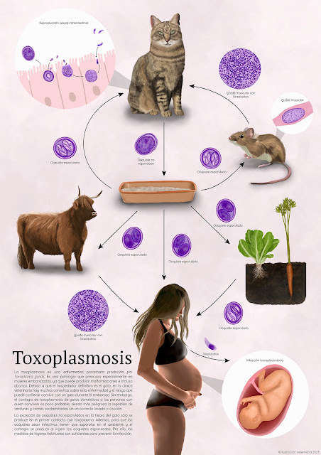 ICAcademia's tweet photo. Proyecto #cursoillustraciencia Mara Hernández Fresnillo - Toxoplasmosis - Ilustra Digital https://t.co/9F0qZBxvu0 #ilustracioncientifica https://t.co/iilChA0R8B
