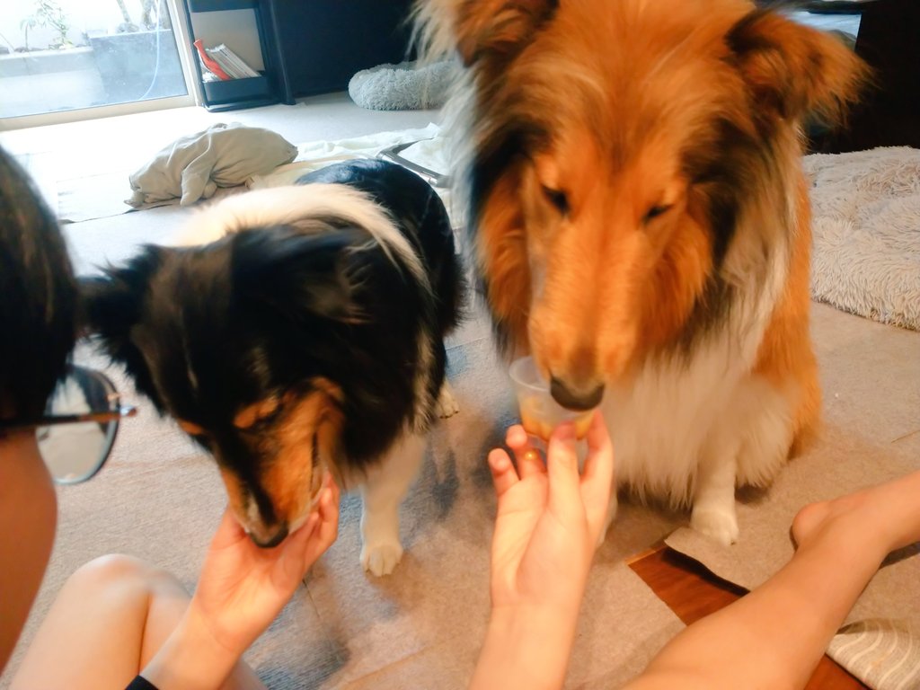 アネラ☺️マノア 
今日は狂犬病の注射とフィラリア検査などお利口にがんばったので
🍮ご褒美プッチンプリン1個づつ🤭
いつもは空っぽの容器をペロペロするくらいなので
大喜びでした🍀🐶💟🐶🍀
フィラリアのお薬
嫌いだけど12月までがんばろうね🙆