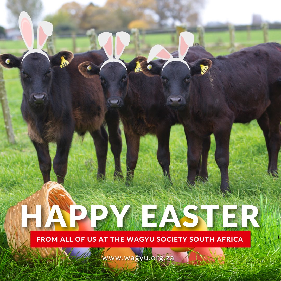 WagyuRSA's tweet photo. May you have a blessed weekend with Family and Friends 🐣 #wagyusouthafrica #wagyusociety #wagyucattlesociety #ilovesawagyu https://t.co/L0T3IFahMj